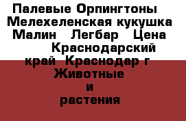 Палевые Орпингтоны,  Мелехеленская кукушка (Малин), Легбар › Цена ­ 70 - Краснодарский край, Краснодар г. Животные и растения » Птицы   . Краснодарский край,Краснодар г.